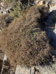Eriogonum heermannii