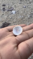 Tugali
