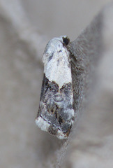 Ponometia acutus