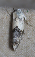 Ponometia acutus