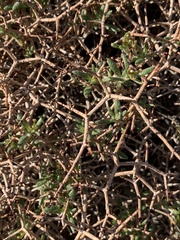 Eriogonum heermannii
