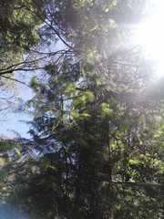 Abies flinckii