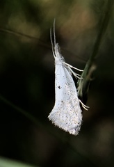 Euceratia castella