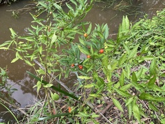 Solanum pseudocapsicum pseudocapsicum