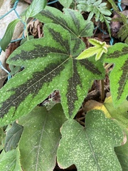 Rubus reflexus