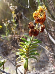 Buddleja coriacea