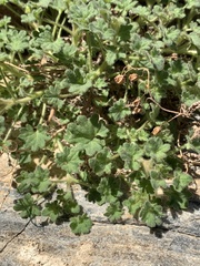 Phacelia perityloides
