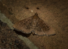 Prorodes mimica