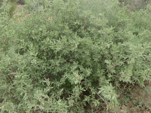 Image of Quercus havardii by (c) Brad Banner, some rights reserved (CC BY)