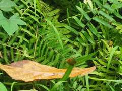 Neurothemis terminata