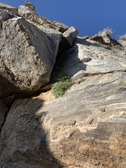 Phacelia perityloides