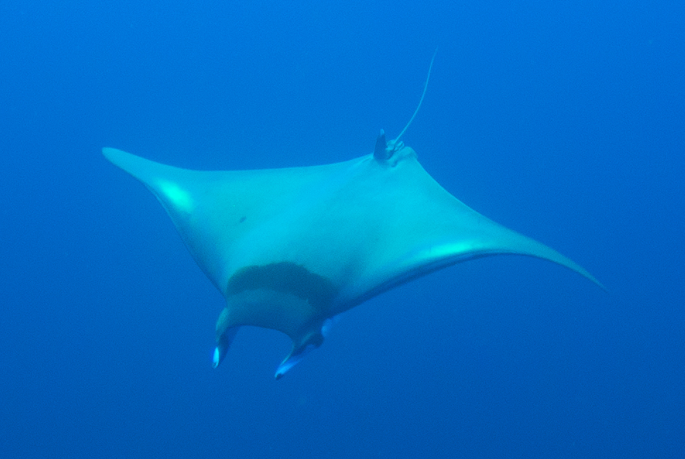Smoothtail Mobula