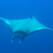 Bentfin Devil Ray - Photo (c) evolution_dive_resort, some rights reserved (CC BY-NC), uploaded by evolution_dive_resort