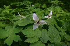 Trillium simile