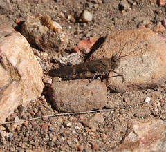 Trimerotropis fontana