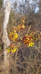 Galphimia glandulosa