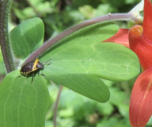 Cosmopepla uhleri photo 4