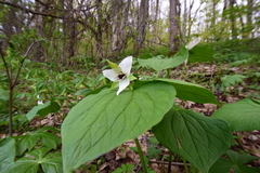 Trillium simile