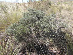 Amphithalea violacea