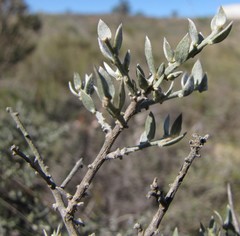 Amphithalea violacea