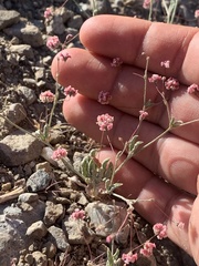 Eriogonum maculatum