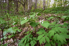 Trillium simile