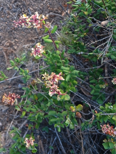 iNaturalist observation photo of Southern Honeysuckle