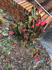 Begonia coccinea
