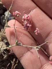 Eriogonum maculatum