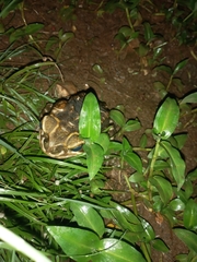 Rhinella horribilis