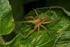 Dolomedes sulfureus