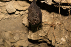 Rhinolophus formosae
