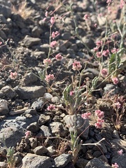 Eriogonum maculatum