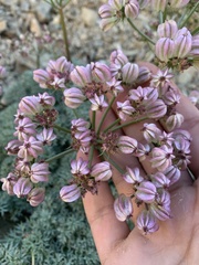 Cymopterus panamintensis panamintensis