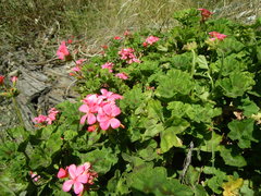 Pelargonium