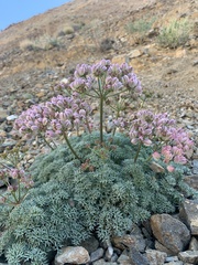 Cymopterus panamintensis panamintensis