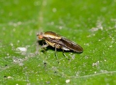 Allophylopsis