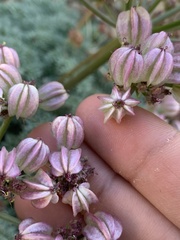 Cymopterus panamintensis panamintensis