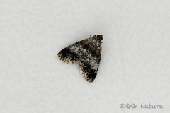 Salma ridiculalis