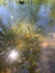 Nerodia sipedon pleuralis