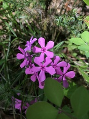 Phlox amoena