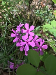 Phlox amoena