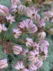 Cymopterus panamintensis panamintensis
