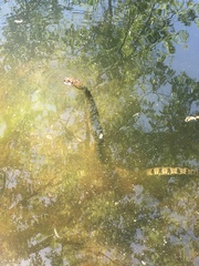 Nerodia sipedon pleuralis