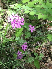 Phlox amoena