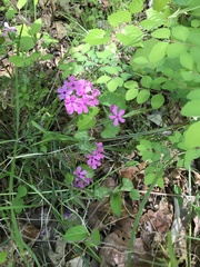 Phlox amoena