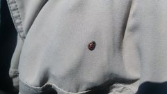 Hippodamia oregonensis