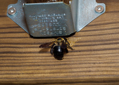 Xylocopa virginica krombeini