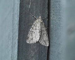 Pseudocoremia suavis