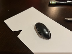 Hydrophilus insularis